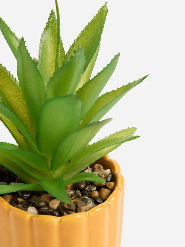 Nature in a Pot: The Perfect Refreshment  Small Plant, Big Vibes Green Serenity