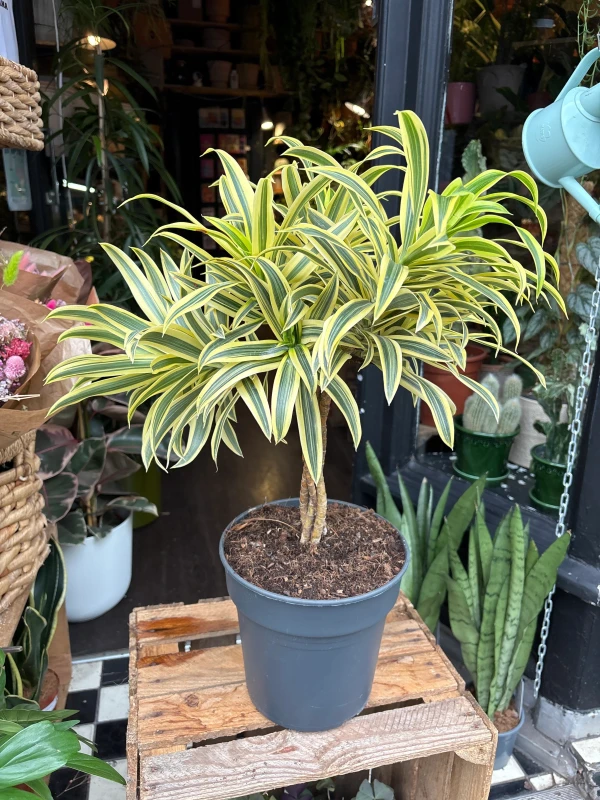 Golden Variegated Elegance Sun-Kissed Foliage The Modern Square Planter A Touch of Sun-Bright Leaves